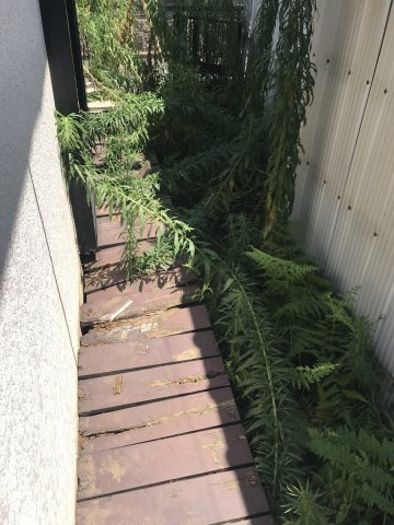 【庭】 | 瀬川貸家　北号