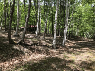 【前面道路含む現地写真】 | 白樺ハイランド別荘地２号地