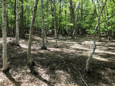 【外観】 | 白樺ハイランド別荘地２号地