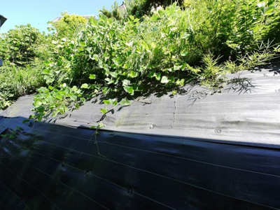 【展望】 | スコイアットリーノ