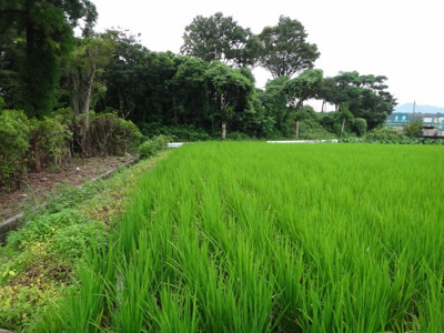 【外観】 | 大津町室土地 | 西側外観、南側より写真撮影