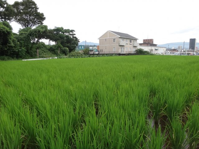 大津町室土地の外観|南西側外観、南西側より写真撮影