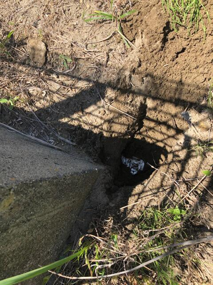  | 敷地東側境界杭あり
