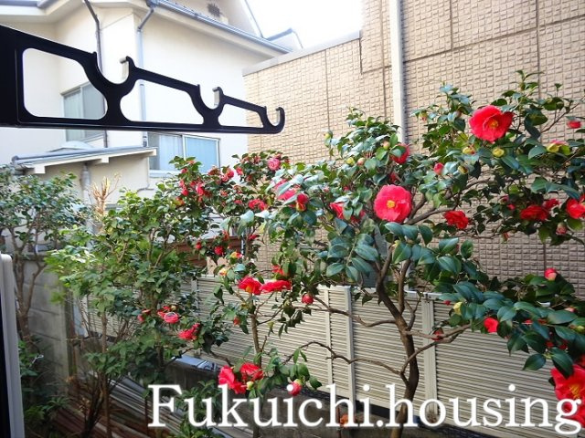 パレスレインBの展望