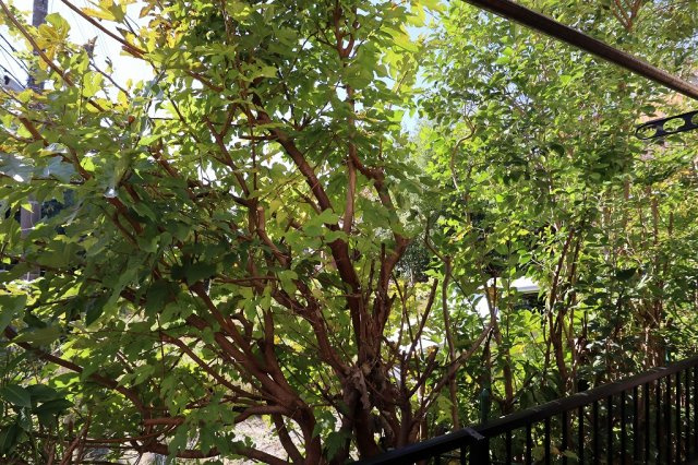 ヴランドール西船のバルコニー|南向きのベランダ