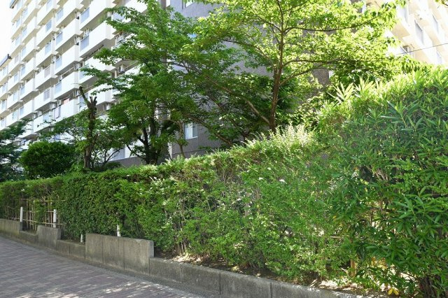 すみれ橋第一コーポ　一号棟の周辺|マンション下周辺です。
緑があると和みますね♪