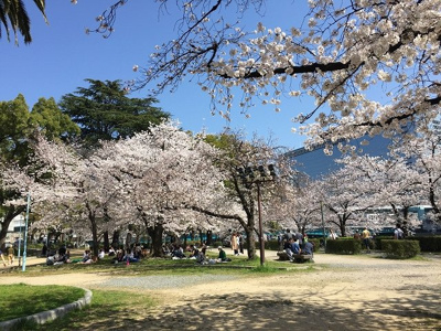 【周辺】 | セレッソコート中之島公園 | 向かいは大川沿いの南天満公園。春は桜、夏は天神祭りと、四季の移ろいを感じられるロケーションです。