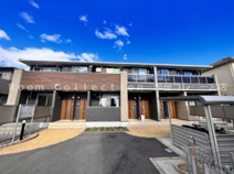 ハナミズキの画像