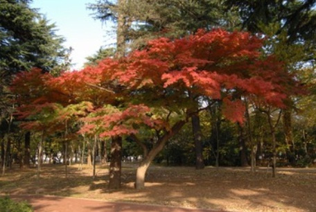 Alivio桜台の周辺|江古田の森公園
