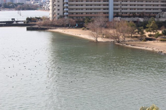 【展望】 | ベランダから眼下の眺め、琵琶湖でたたずむ水鳥たちです