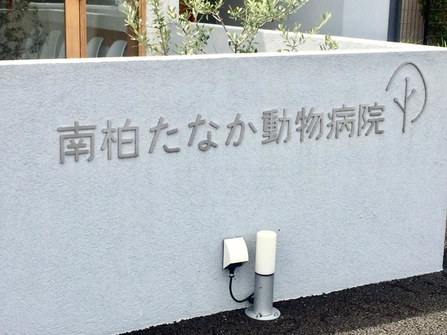 K-Estrella（エステレラ）のその他