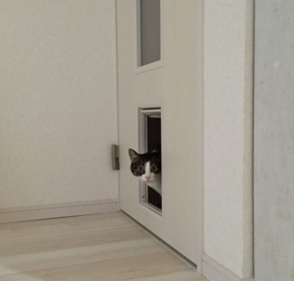 【その他】 | 宝塚市谷口町新築戸建 | ペット専用の出入り口♪※画像はイメージです。
