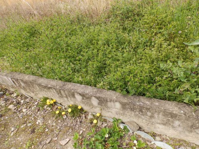 東広島市安芸津町風早　土地の外観|撮影日2019/04