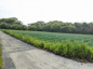 豊浜字南ヶ丘　畑の画像