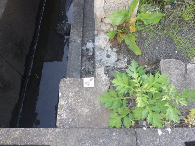 【前面道路含む現地写真】 | 大館市字谷地町後63-1　他３筆・売地