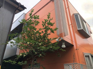 ライズハウスの画像