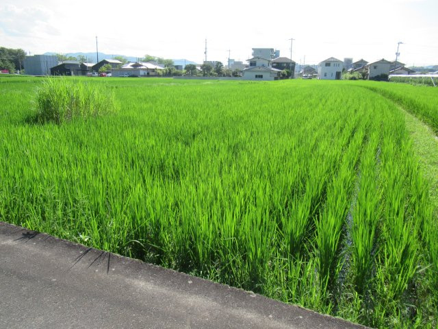 津山市河辺　事業用地579坪（津山インター近く）の前面道路含む現地写真