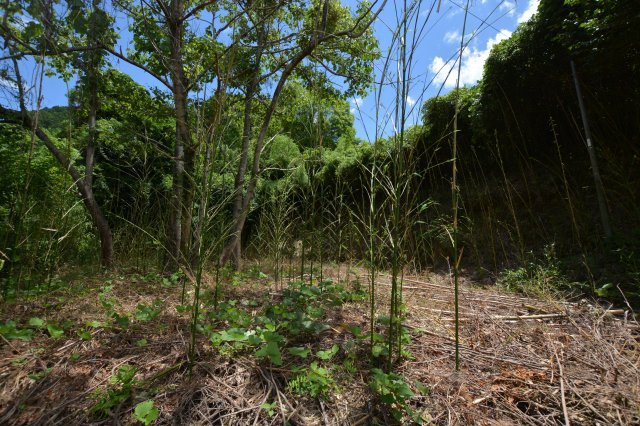 【前面道路含む現地写真】 | 上頓野売地