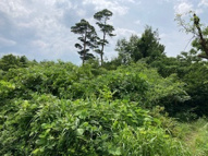 伯耆町大原売土地の画像