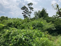 伯耆町大原売土地の画像