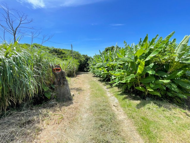 本部町辺名地【リゾート向き売地・3000坪】の周辺|ミャークニー散策道♪