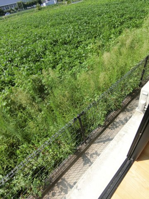 【バルコニー】 | メフィストＢ