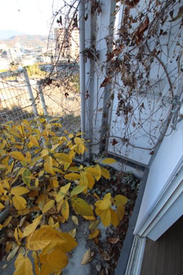 【設備】 | ヨーロピアン千代田 | 洗濯機置場