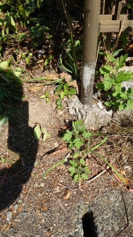 高島市今津町浜分54坪売地のその他|南東側境界