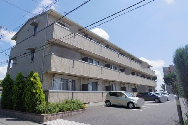 conifer(コニファー)