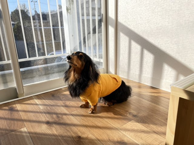 プラザドゥスパドールのその他