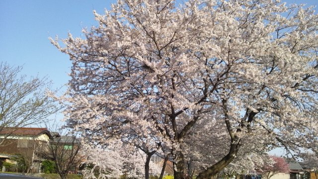 Van Vincentの周辺|隣の平田川には桜並木となっていて、春には桜のトンネルが出来ます。
