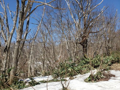 【外観】 | 日野郡江府町大河原土地