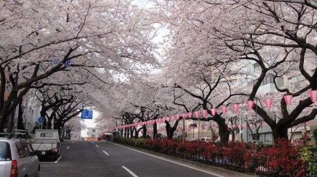 窓の外は桜並木です♪