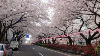 窓の外は桜並木です♪