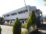 ダンデライオンの画像