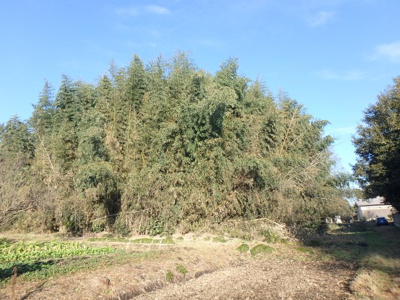 【外観】 | 三郷土地 | 外観です