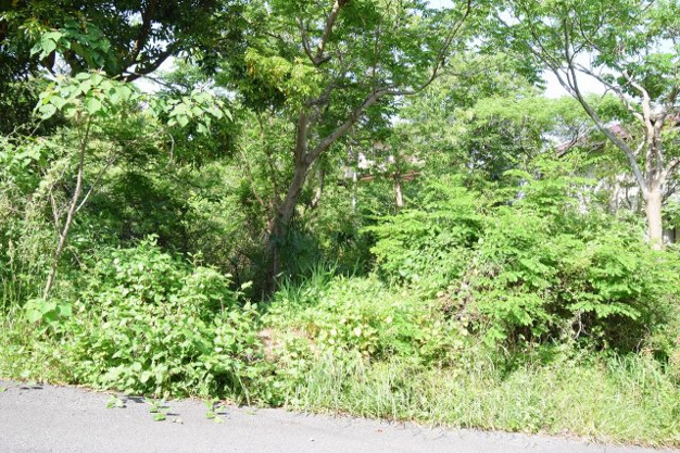 【外観】 | 伊豆高原分譲地　売地