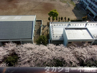 【展望】 | ライオンズプラザ稲毛海岸 | この時期は眼下に一面のサクラが!!!