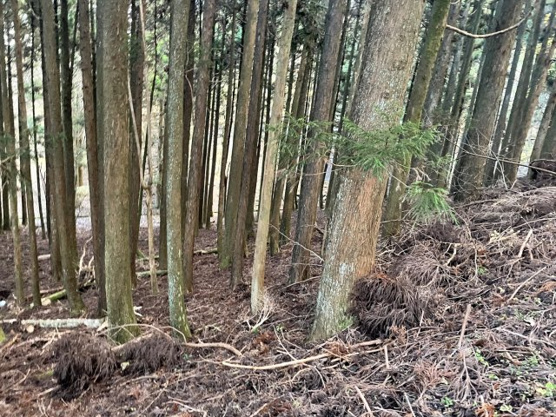 【外観】 | 東急天城高原別荘地　売地
