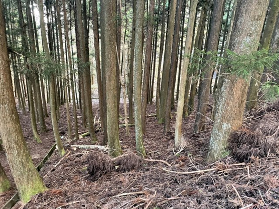 【外観】 | 東急天城高原別荘地　売地