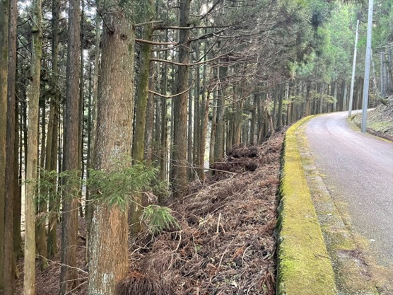 【前面道路含む現地写真】 | 東急天城高原別荘地　売地