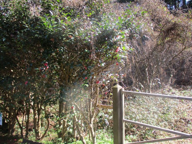 伊豆エメラルドタウン⑤のその他