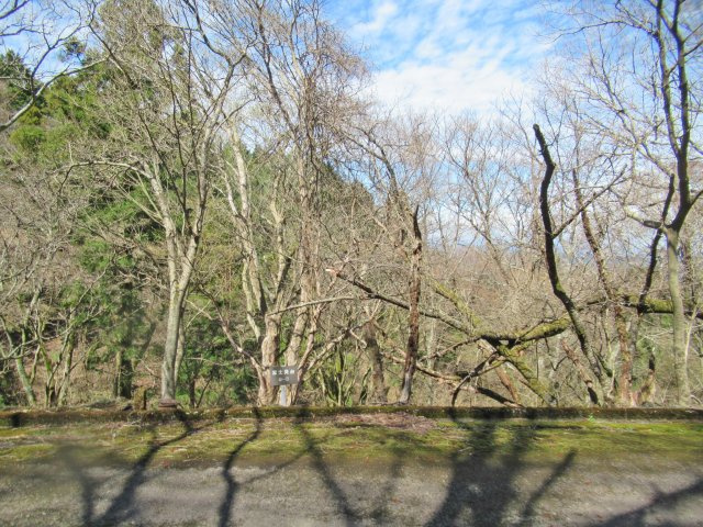 天城東急リゾート④