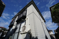 Pine Treeの画像