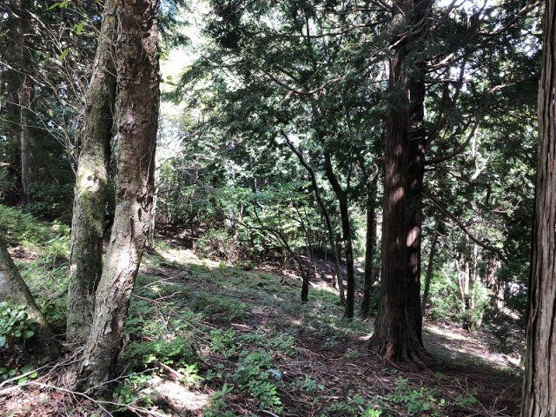 【外観】 | 東急天城高原別荘地　売地