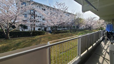 【展望】 | 新多聞第3住宅214号棟 | 春にはバルコニーから桜を臨めます。敷地にゆとりがあるため目線も気になりません。