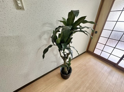【その他】 | ヤングタウン