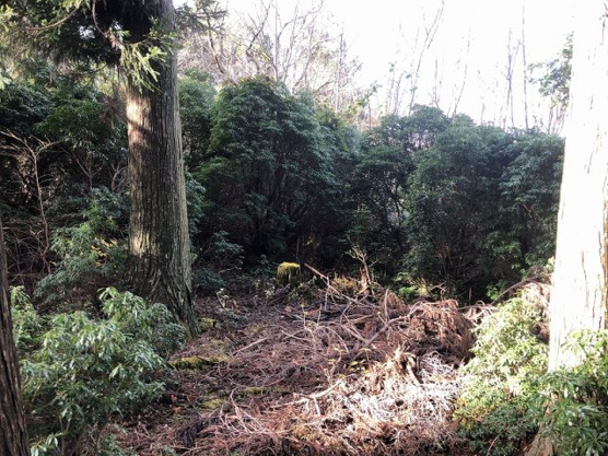 【外観】 | 東急天城高原別荘地　売地