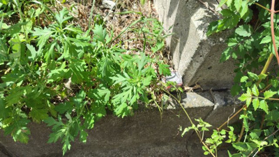 【周辺】 | 丹波篠山市　今田町今田　建築条件無土地