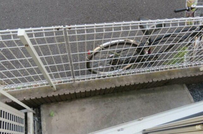 【バルコニー】 | シティコート南台